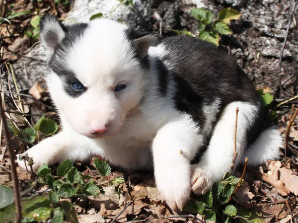 Küçük Siyah Beyaz Husky — Stok fotoğraf