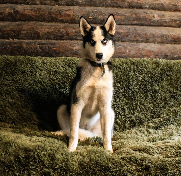 Husky Sentado Sofá — Fotografia de Stock