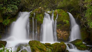 Cascada inmersa en pleno bosque verde