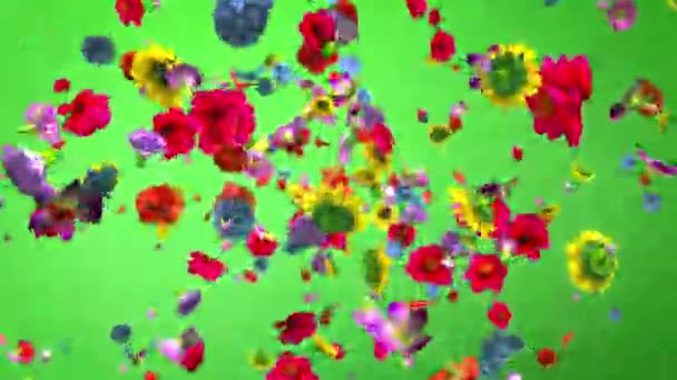 Έκρηξη Πολύχρωμα Λουλούδια Ανάλυση — Αρχείο Βίντεο
