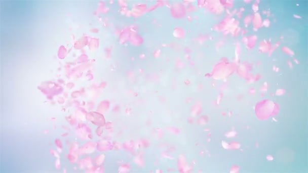 Pink Rose Petals Explosion — Stock Video