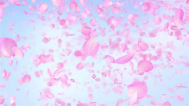 Květní Lístky Růžové Růže Padající Smyčka Pozadí — Stock video