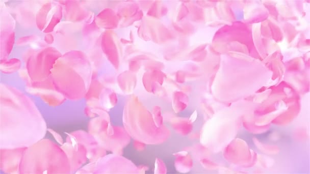 Розовые Лепестки Розы Падения Петли Фон — стоковое видео