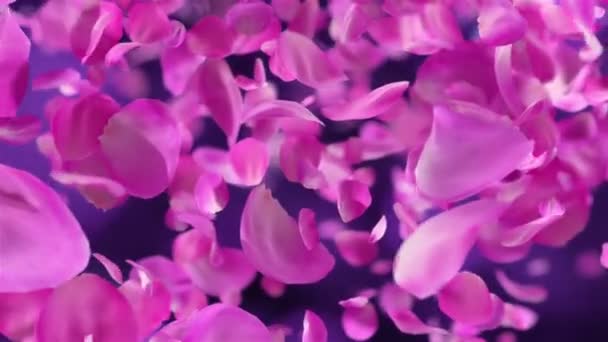 Pink Rose Bloemblaadjes Vallen Loopable Achtergrond — Stockvideo