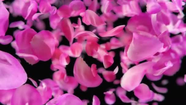 Pink Rose Petals Falling Loopable Background — Stock Video