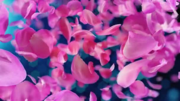 Pink Rose Petals Falling Loopable Background — Stock Video