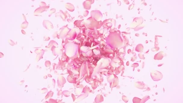 Pink Rose Petals Exploding — Stock Video