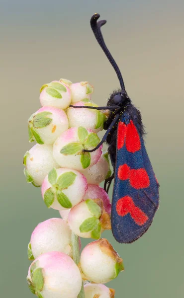 Μαύρη Πεταλούδα Κόκκινα Στίγματα Zygaena Filipendulae Που Κάθεται Ένα Φυτό — Φωτογραφία Αρχείου