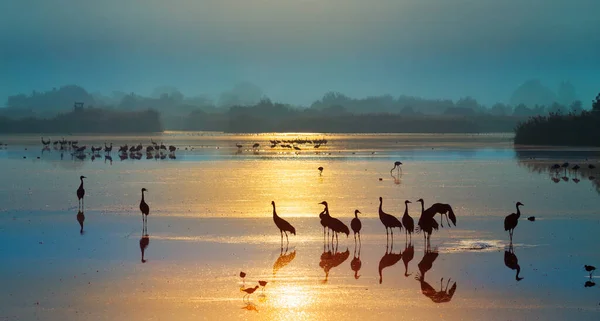 Crane Grus Grus Велика Пташка Природному Середовищі Існування Національний Парк Стокове Зображення