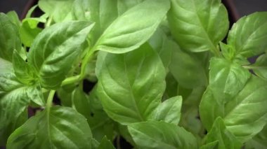 Taze fesleğenli organik bitkinin yavaş dönüşü. Yakın çekim.