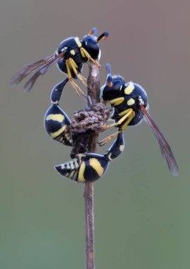 Bir dalda uyuyan iki eşekarısı