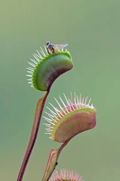 Fly Τρώγεται Από Σαρκοβόρο Πράσινο Φυτό Venus Flytrap — Φωτογραφία Αρχείου