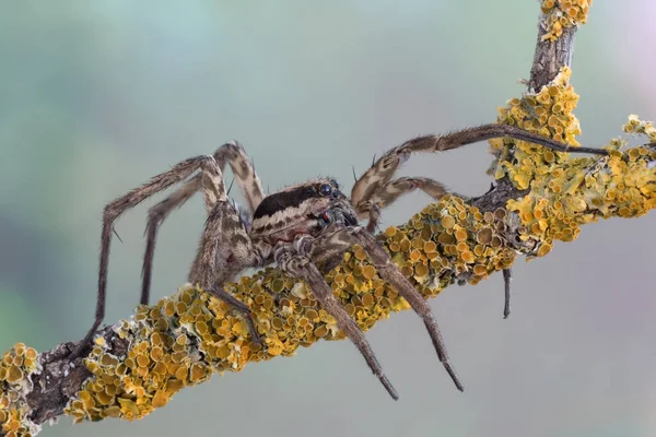 Vlčí Pavouk Větvi — Stock fotografie