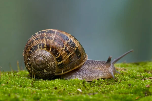 Big Snail Moss — Stock Photo, Image