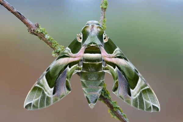 Oleander Hawk Güve Zakkum Ineği Güzel Renkli Güve Stok Fotoğraf