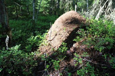 Karelya 'da Anthill
