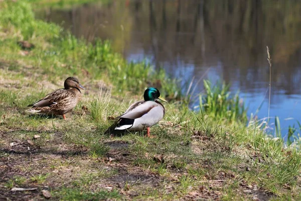 Deux Canards Dans Parc — Photo