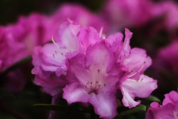 Pink Flowers Garden — Stock Photo, Image