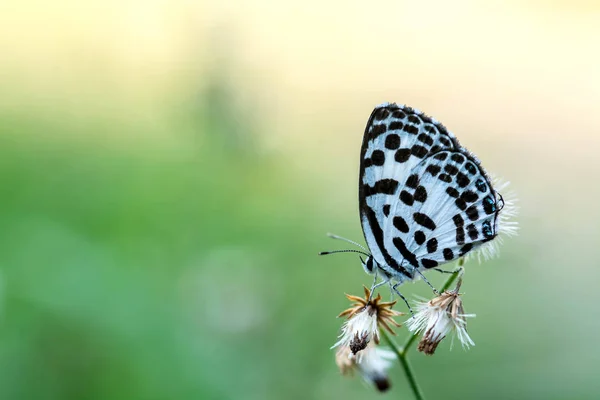 Schmetterling auf Blume — Stockfoto