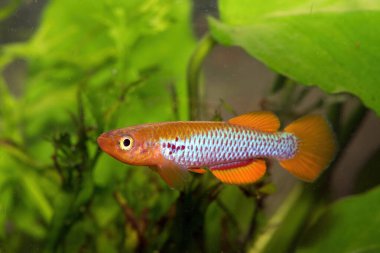 Afrika 'daki Aphyosemion sitrineipinnis GJS 00 3 Massika güzel bir akvaryum balığıdır..