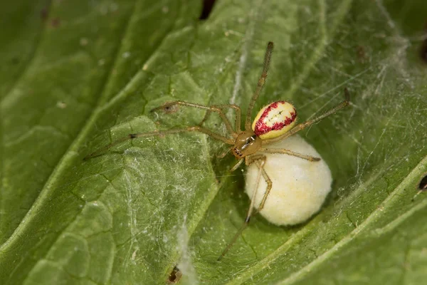 Spider Misumena vatia, Holarktik bölgede yaşayan bir yengeç örümceği türü..