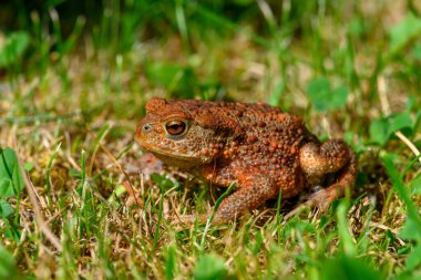 Kurbağa (Bufo bufo) fırtınadan önce böceğe gitti..