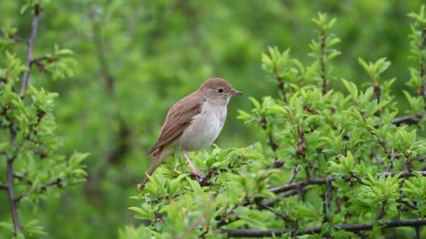 Singing Nightingale Bird Common Nightingale Simply Nightingale Luscinia Megarhynchos Also — стоковое видео