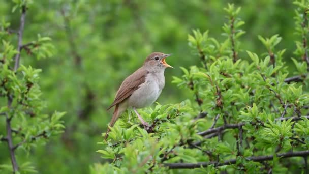 Singender Nachtigallenvogel Die Gemeine Nachtigall Oder Einfach Nachtigall Luscinia Megarhynchos — Stockvideo