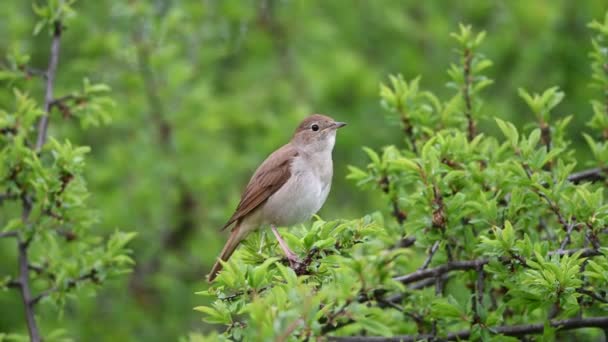 一般的なナイチンゲールまたは単にナイチンゲール Luscinia Megarhynchos 荒々しいナイチンゲールとも呼ばれ その強力な歌で最もよく知られている小さなパッセリン鳥です — ストック動画