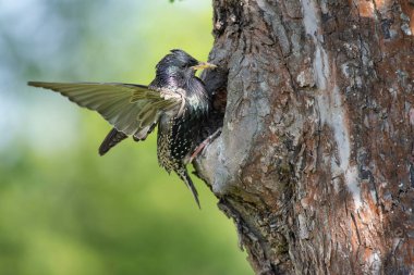 Sığırcıklı Sturnus vulgaris yavruları yuvalarında besliyor.