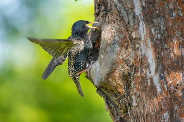 Sığırcıklı Sturnus vulgaris yavruları yuvalarında besliyor.