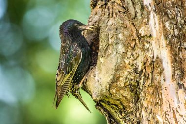 Sığırcıklı Sturnus vulgaris yavruları yuvalarında besliyor.