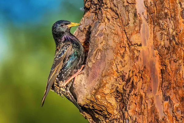 Sığırcıklı Sturnus vulgaris yavruları yuvalarında besliyor.