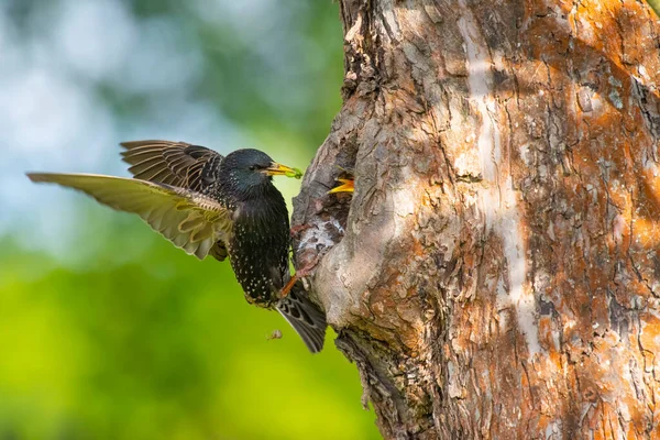 Sığırcıklı Sturnus vulgaris yavruları yuvalarında besliyor.