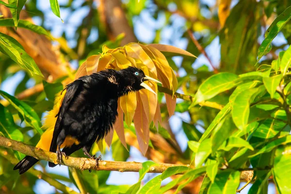 Suriname ibikli oropendola ya da Cornbird (Psarocolius decumanus) Yeni Dünya tropikal ikterid kuşudur. Güney Amerika 'nın düzlüklerinde yaşayan bir üretici..
