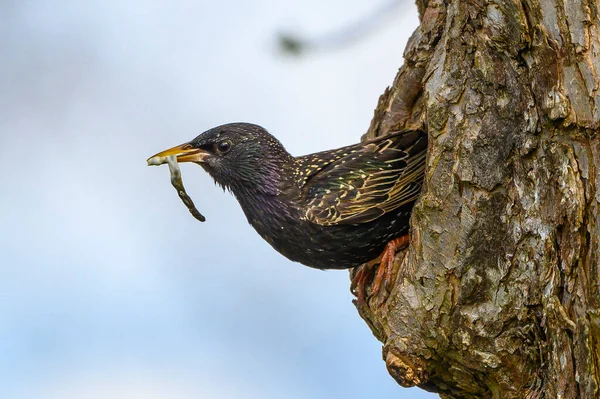 Sığırcıklı Sturnus vulgaris yavruları yuvalarında besliyor.