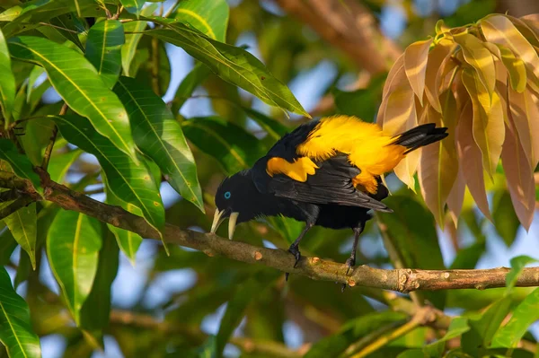 Равнинная Оропендола Известная Суринамская Гребневидная Оропендола Кукурузная Птица Psarocolius Decumanus — стоковое фото