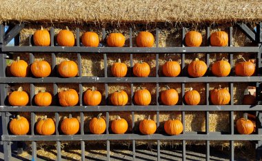 birçok kabaklar raflar