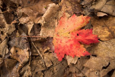 Yalnız turuncu akçaağaç yaprağı aralarında yaprakları öldü.