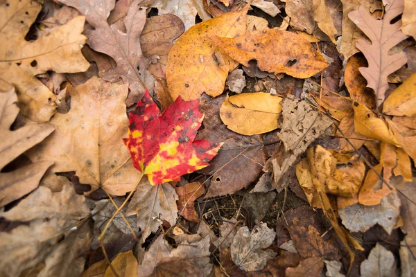 Foglia d'acero arancione sola tra le altre foglie morte . — Foto Stock
