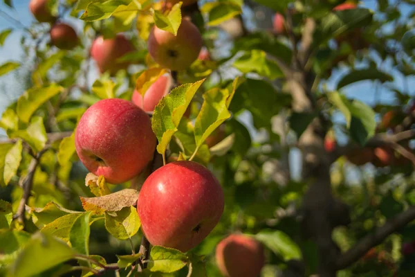 kırmızı elmalar dalda