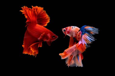 Beta Savaşçısı Siyam Balıkları Plakad 'ı siyah üzerine izole etti.