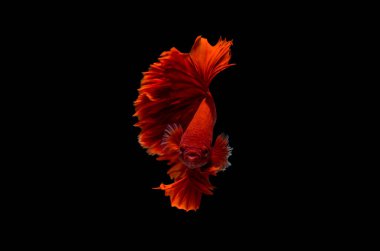 Beta Savaşçısı Siyam Balıkları Plakad 'ı siyah üzerine izole etti.