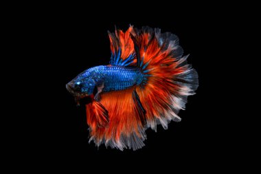 Beta Savaşçısı Siyam Balıkları Plakad 'ı siyah üzerine izole etti.