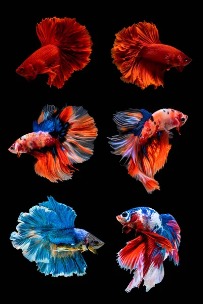 Бетта Спенденс Fish Siamese Fighting Betta Splendens — стоковое фото