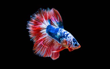 Beta Savaşçısı Siyam Balıkları Plakad 'ı siyah üzerine izole etti.