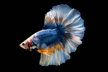 Beta Savaşçısı Siyam Balıkları Plakad 'ı siyah üzerine izole etti.