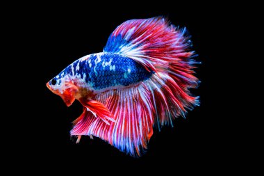 Beta Savaşçısı Siyam Balıkları Plakad 'ı siyah üzerine izole etti.