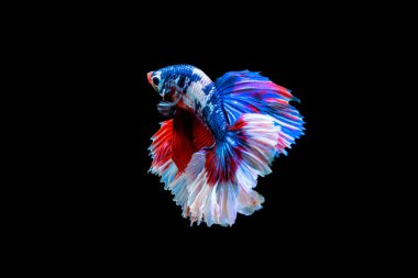 Beta Savaşçısı Siyam Balıkları Plakad 'ı siyah üzerine izole etti.