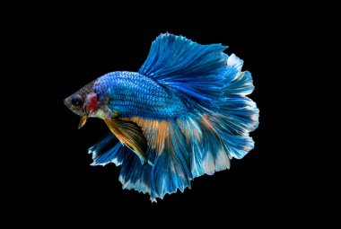 Beta Savaşçısı Siyam Balıkları Plakad 'ı siyah üzerine izole etti.